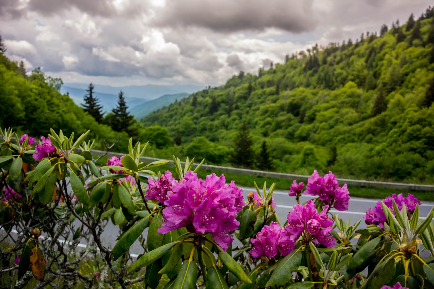 Rhododendron Flowers Smoky Mountains (1)