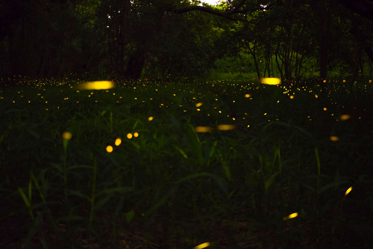 Synchronous Smoky Mountain Fireflies at Elkmont