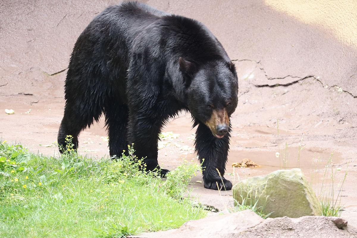 Bear at Ober Mountain