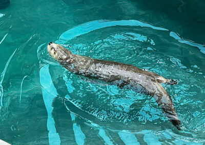 River otter
