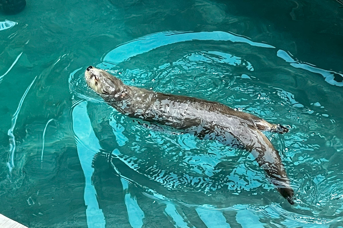 River otter