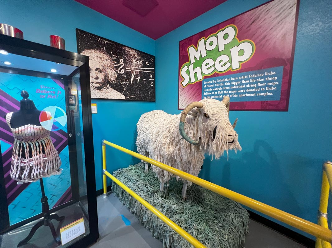 Mop sheep