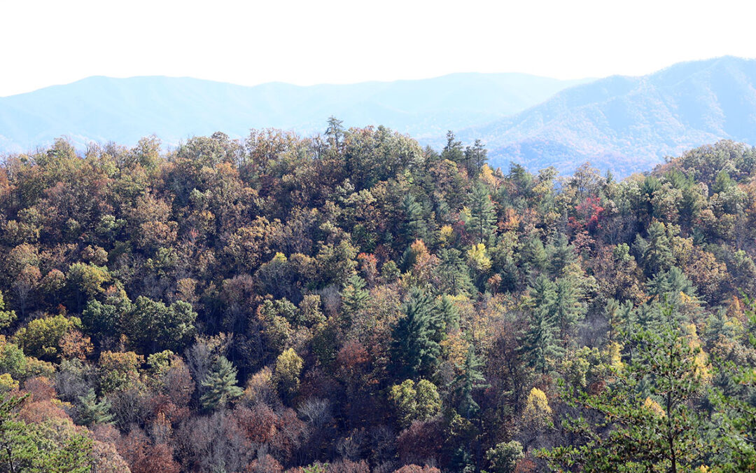 Experience the Magic of Fall on Foothills Parkway: A Scenic Drive Through the Smokies