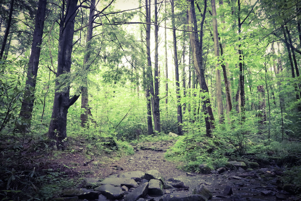 Smoky Mountains forest