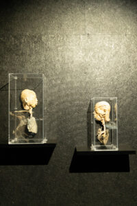Bodies human exhibit