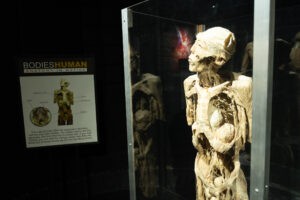 Bodies human exhibit