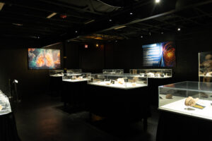 Bodies human exhibit