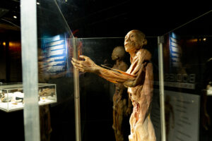 Bodies human exhibit