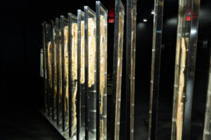 Bodies human exhibit